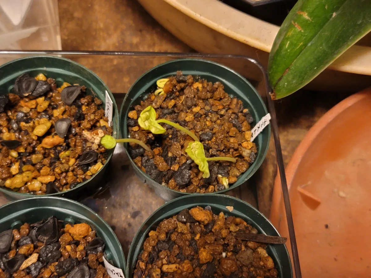 Commiphora monstruosa (コミフォラ モンストローサ)