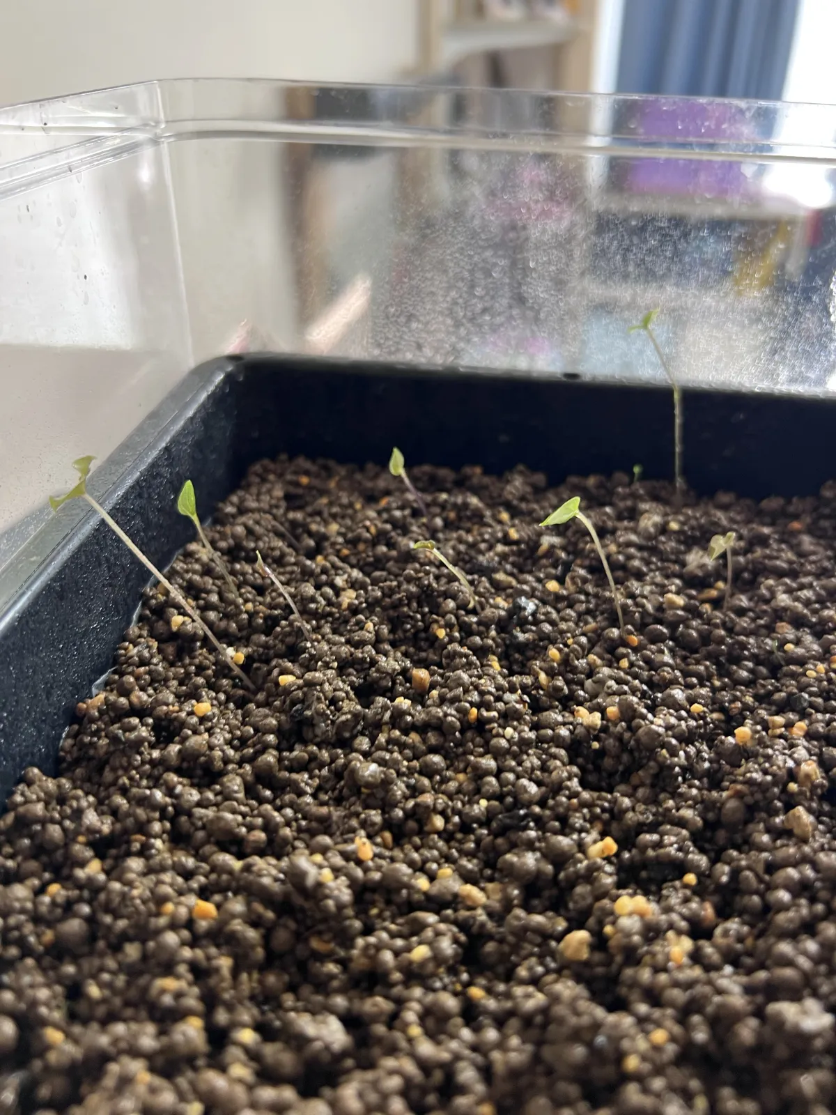 Dioscorea elephantipes (ディオスコレア エレファンティペス アフリカ亀甲竜)