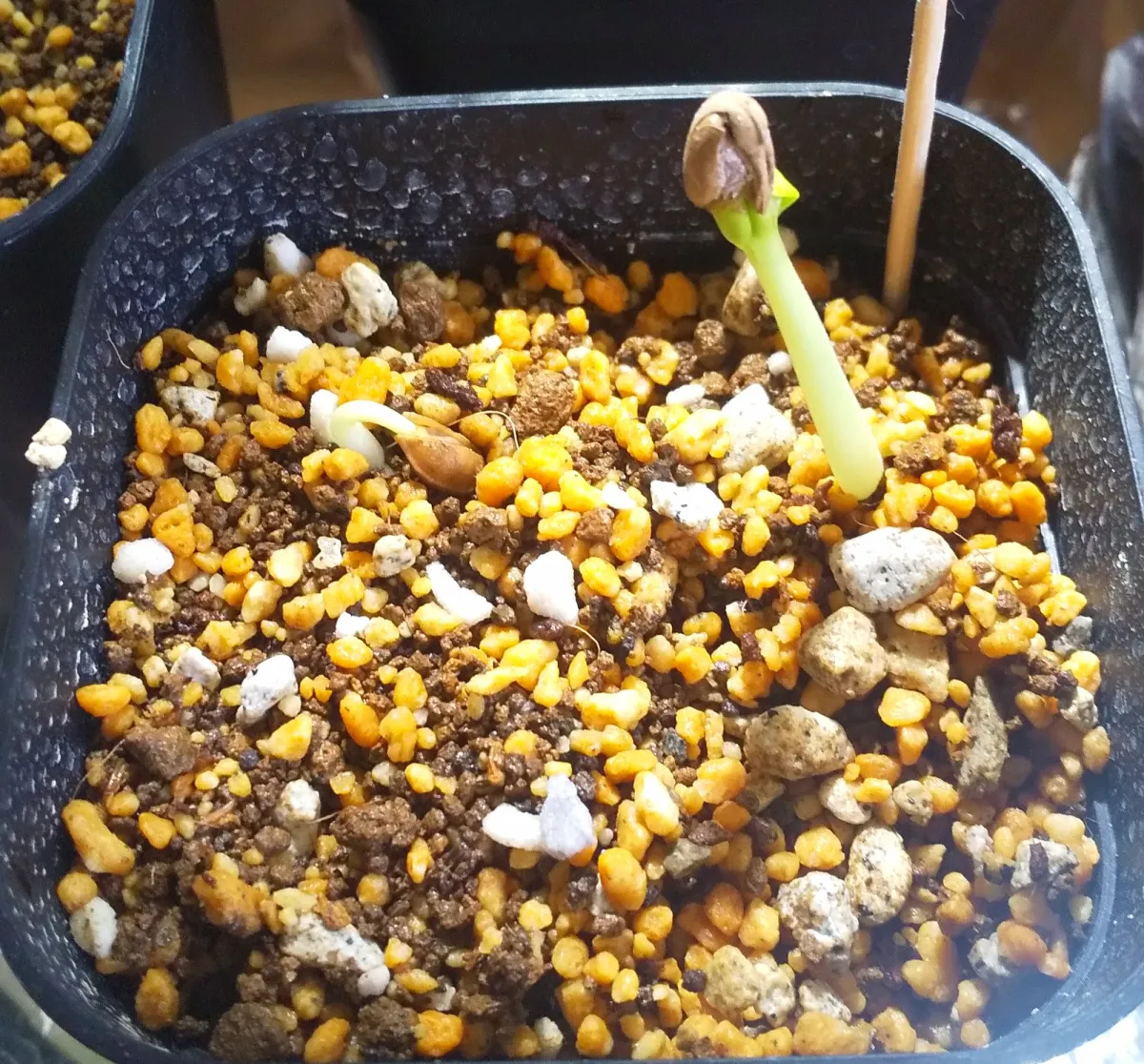 Cyphostemma juttae (キフォステンマ ユッタエ)