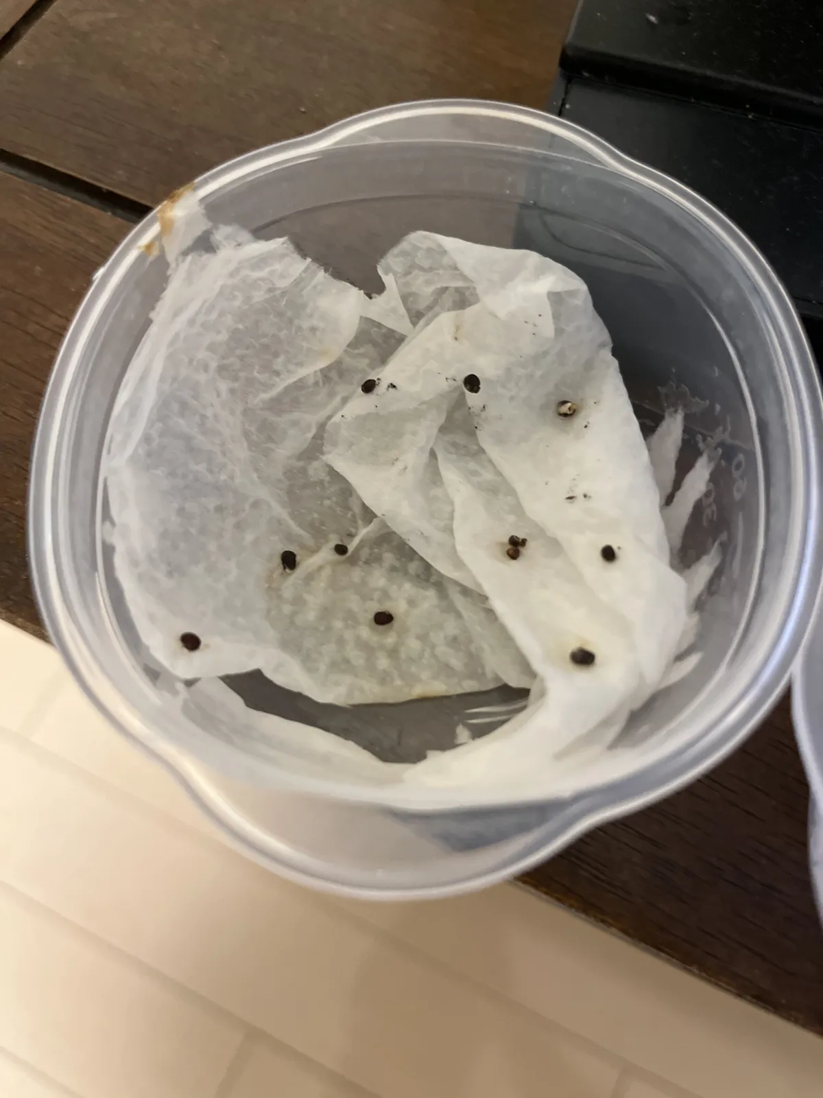 Euphorbia primulifolia var. primulifolia (ユーフォルビア プリムリフォリア)