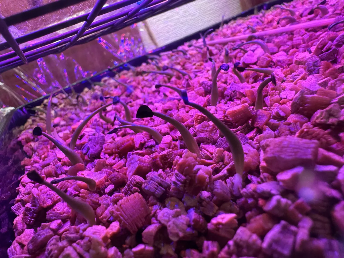 Agave oteroi (アガベ オテロイ)