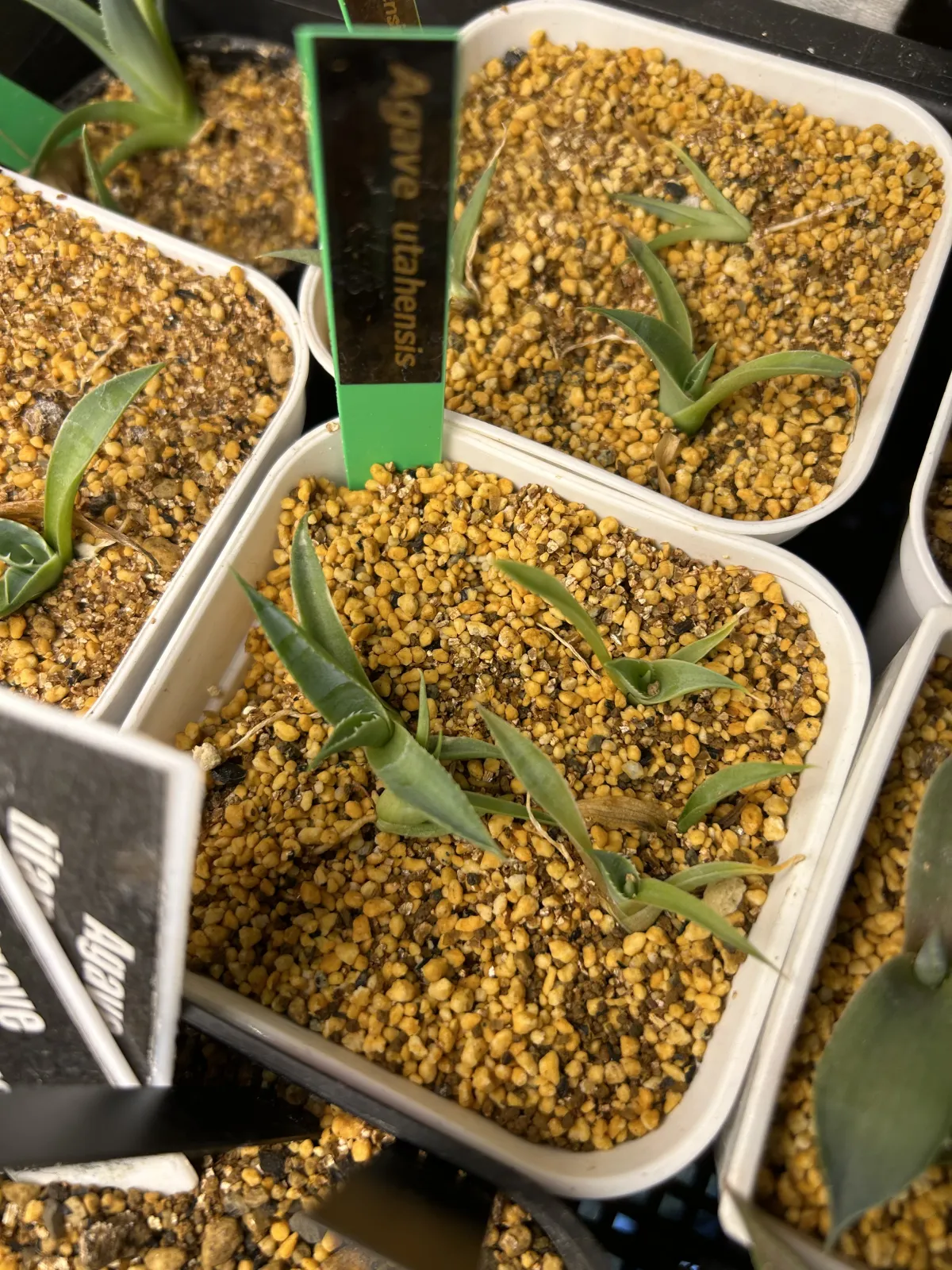 Agave utahensis ssp. utahensis (アガベ ユタエンシス)