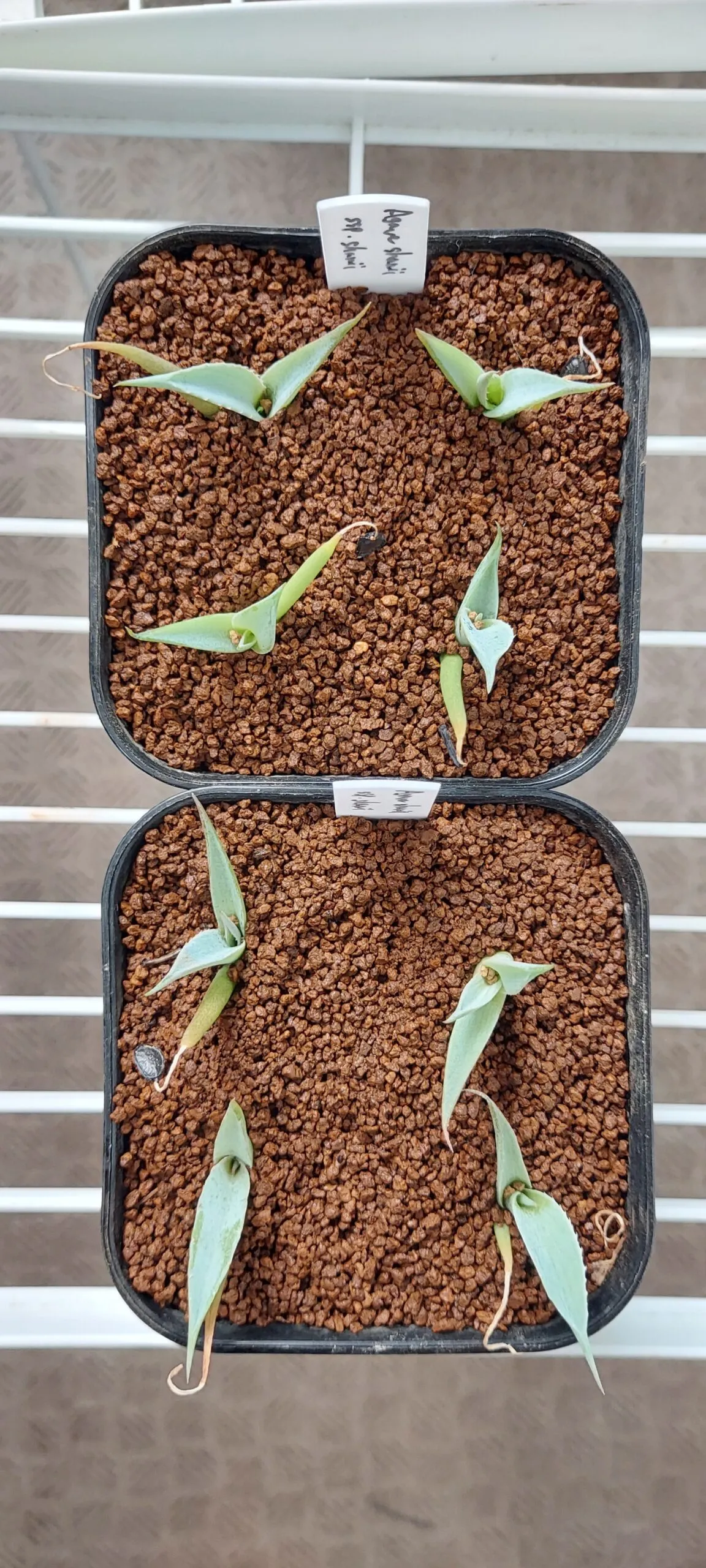 Agave shawii subsp. shawii (アガベ シャウィ)