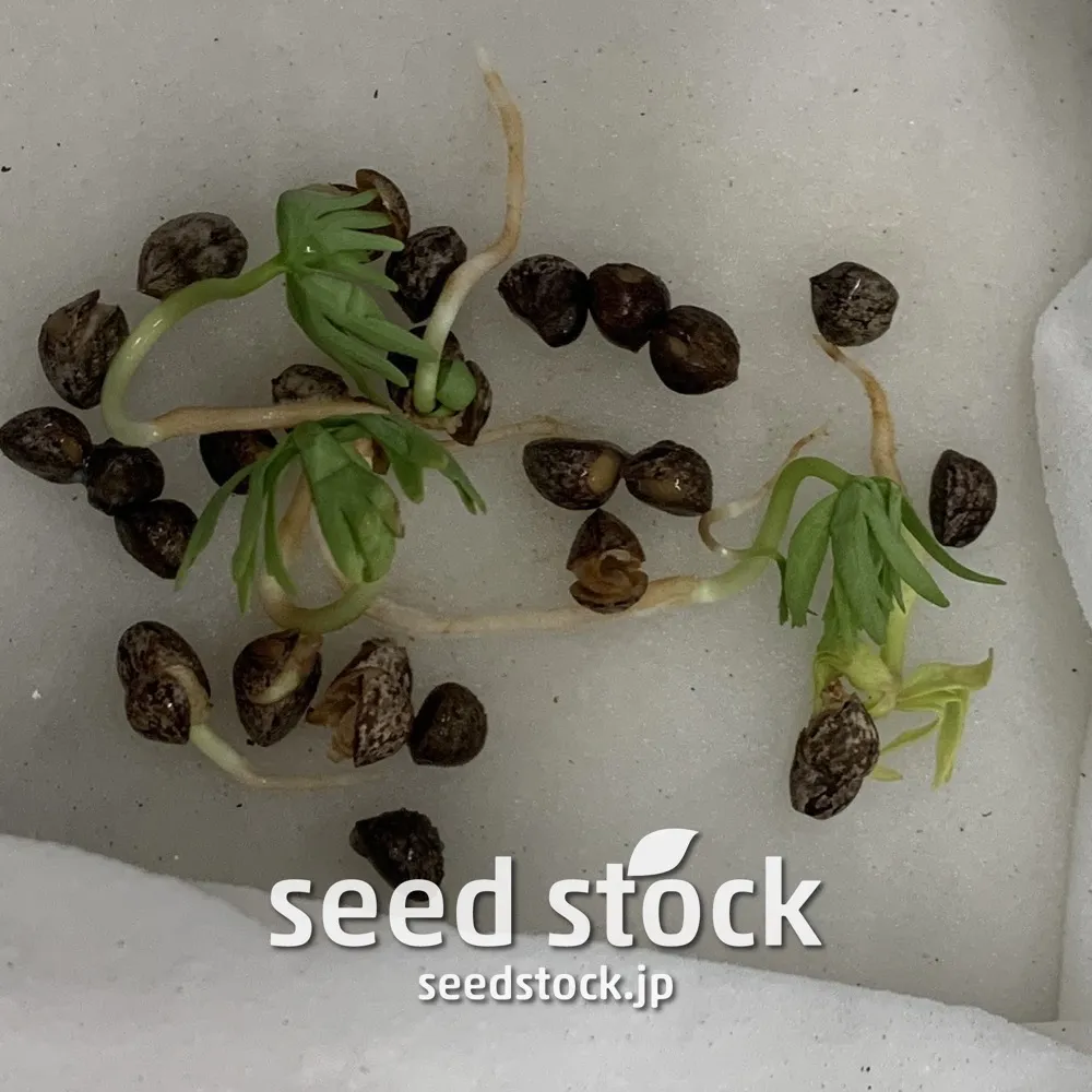 Bursera fagaroides (ブルセラ ファガロイデス)