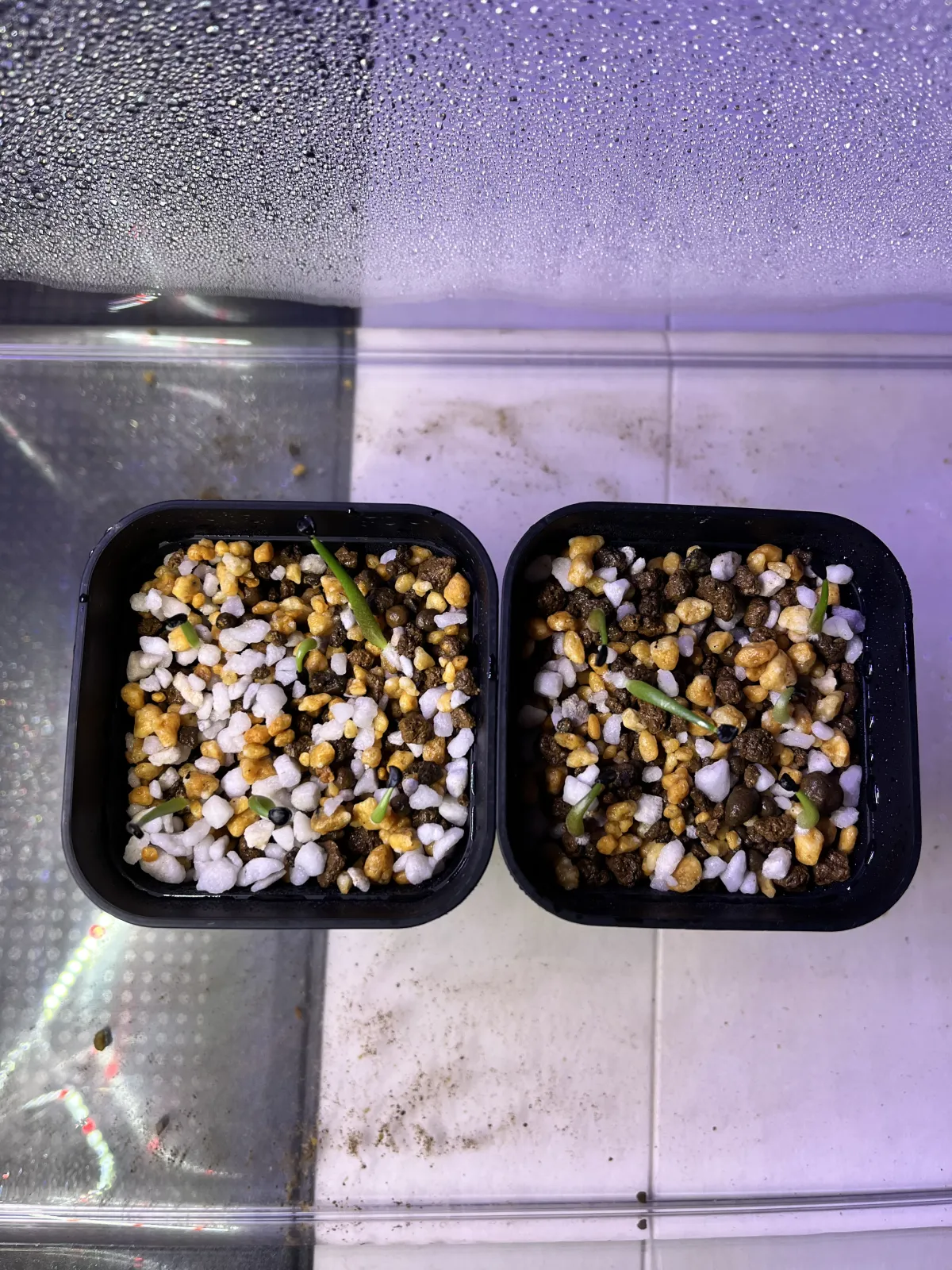 Agave quiotepecensis (アガベ クイオテペセンシス)