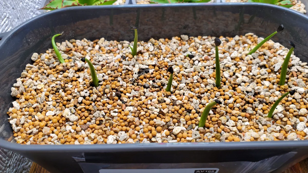 Agave deserti var. pringlei (アガベ プリングレイ)