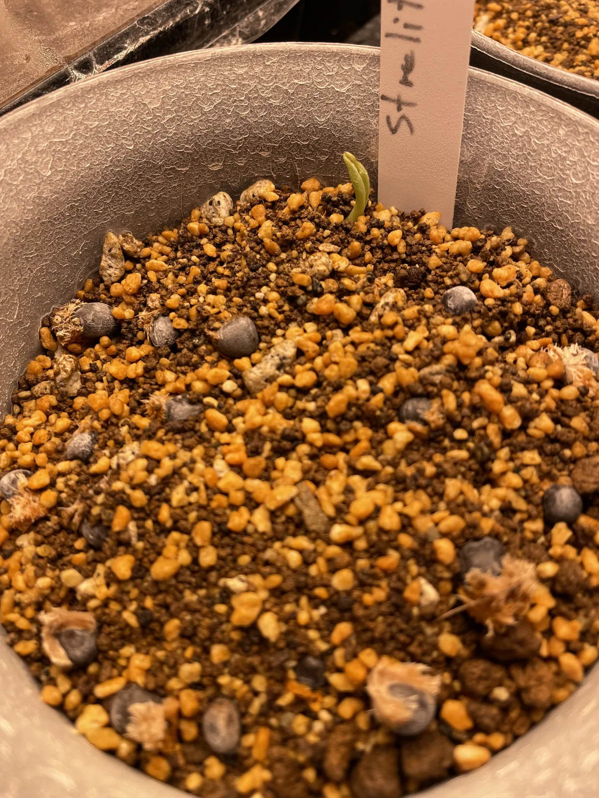 Strelitzia reginae (ストレリチア レジーナ)