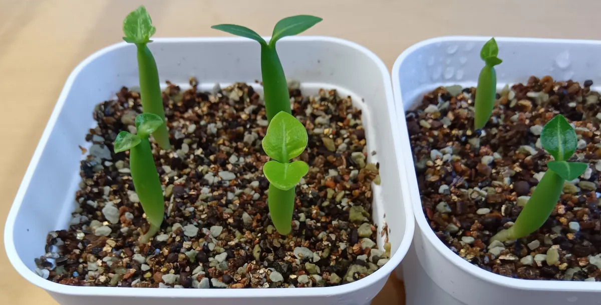 Adenium arabicum King Kong (アデニウム アラビカム キングコング)