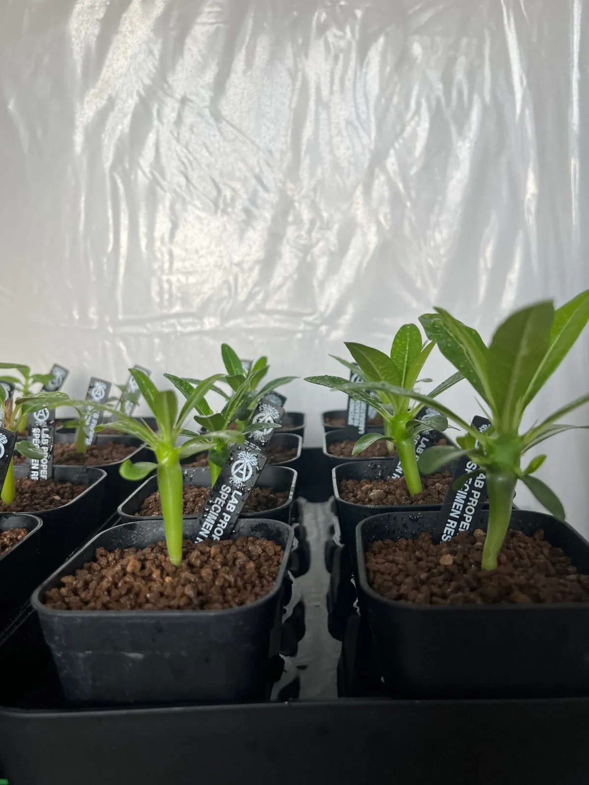 Pachypodium ambongense (パキポディウム アンボンゲンセ)