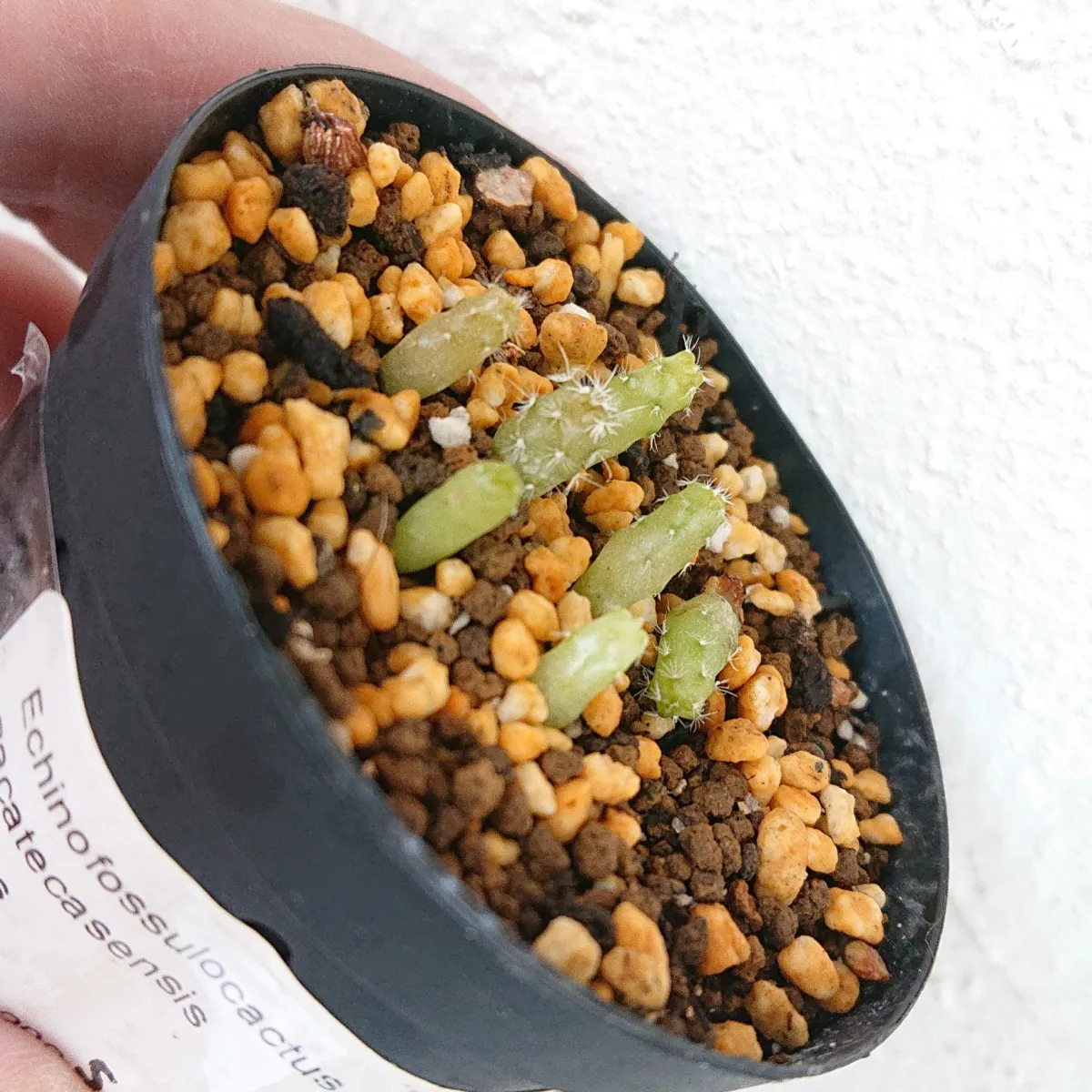 Stenocactus zacatecasensis subsp. zacatecasensis (エキノフォスロカクタス ザカテカセンシス)