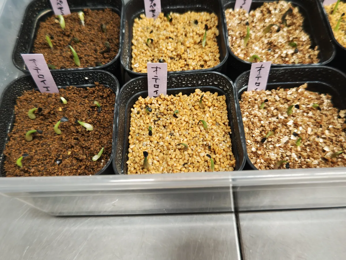 Agave oteroi (アガベ オテロイ)