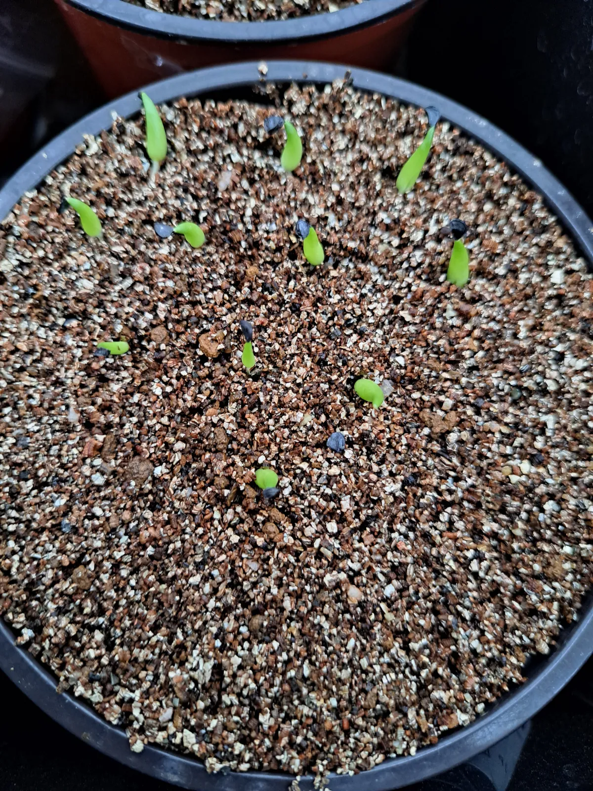 Agave victoriae-reginae ssp. swobodae swobodae (アガベ ビクトリアレジーナ スワボダエ)