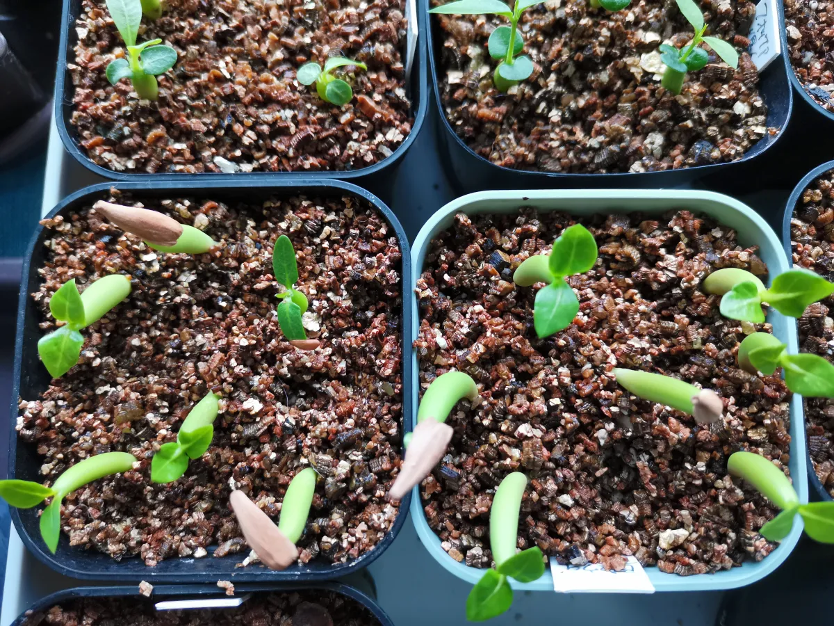 Adenium arabicum Black Stem (アデニウム アラビカム ブラックステム)