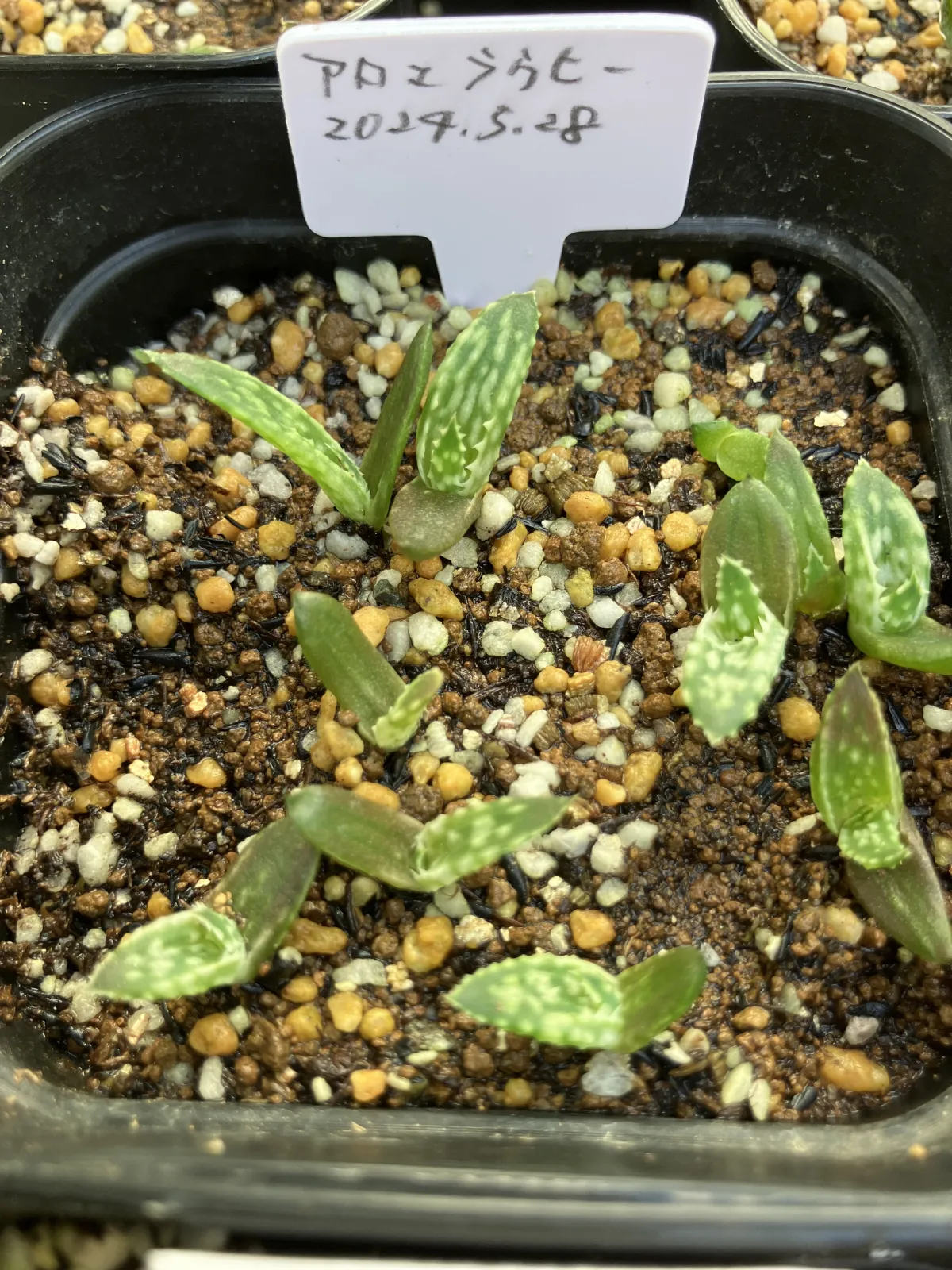 Aloe rauhii (アロエ ラウヒー)