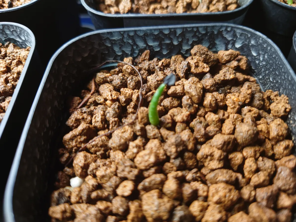 Agave utahensis var. eborispina 'Hayford' (アガベ エボリスピナ ヘイフォード)