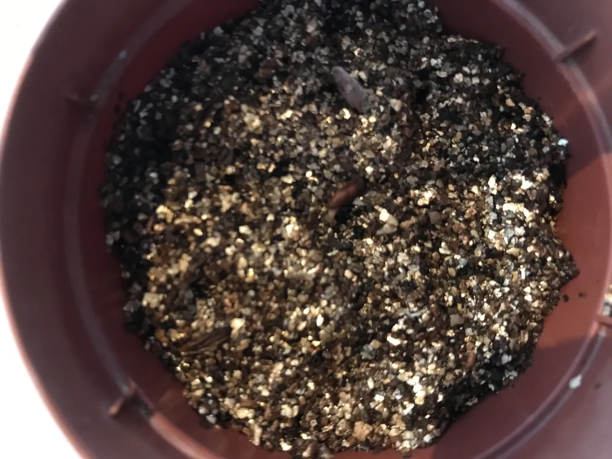 Pachypodium rosulatum var. gracilius (パキポディウム グラキリス)