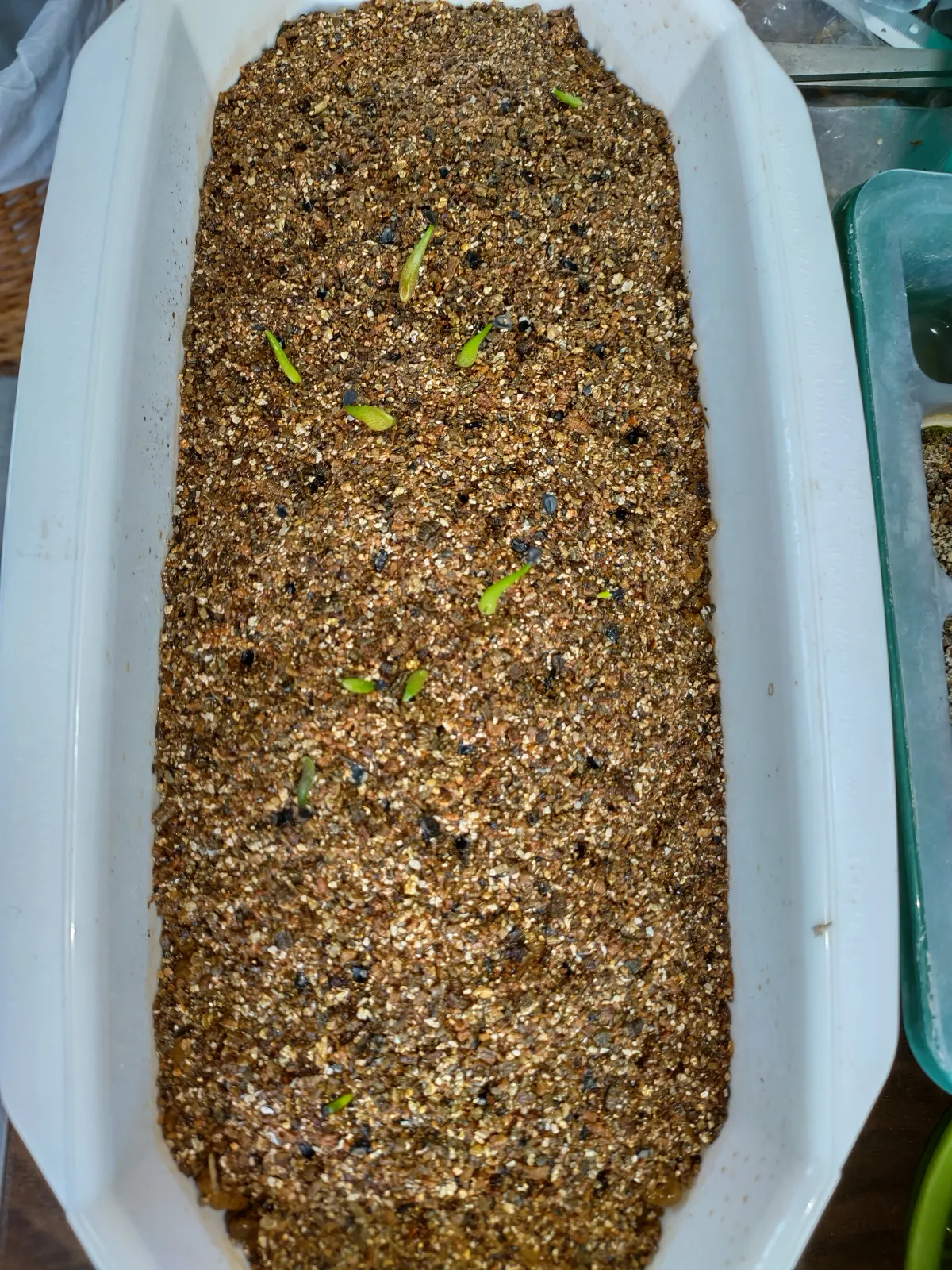 Agave oteroi (アガベ オテロイ)