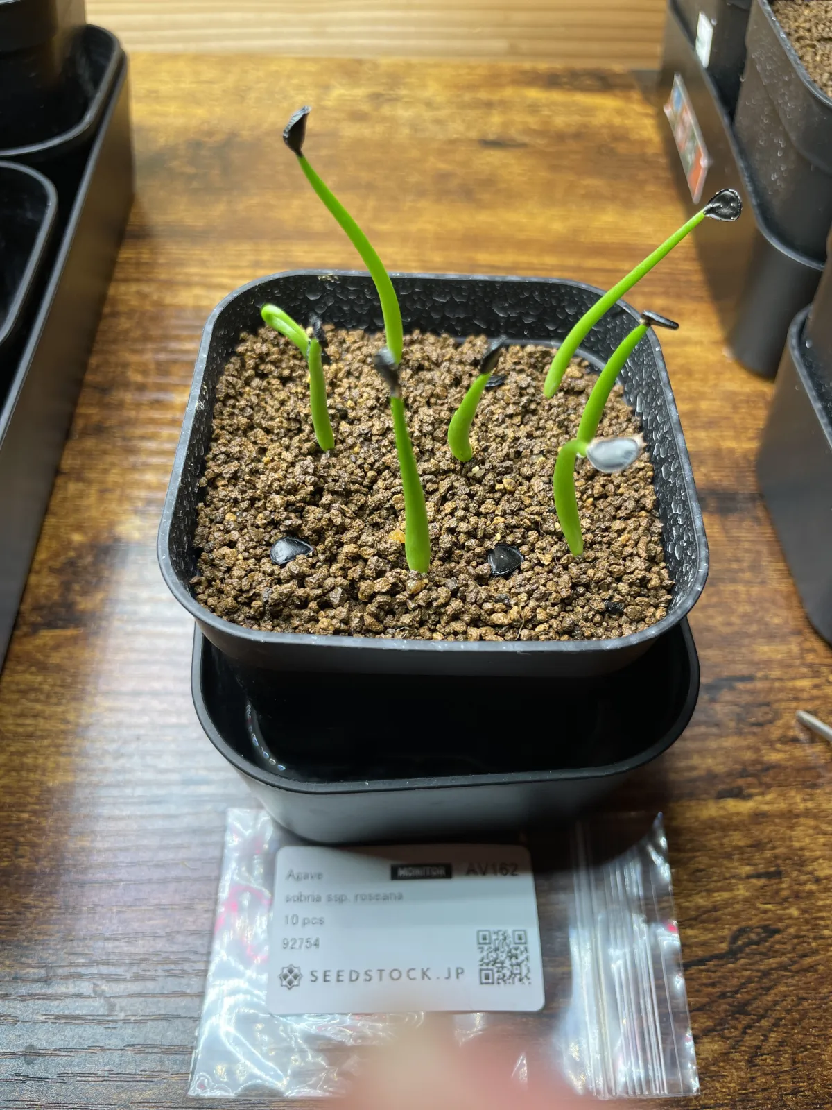 Agave sobria subsp. roseana (アガベ ソブリア ロゼアナ)