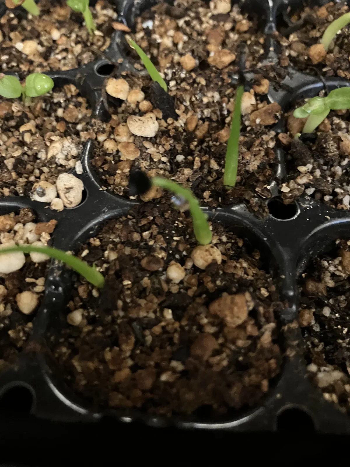 Agave utahensis var. eborispina (アガベ エボリスピナ)