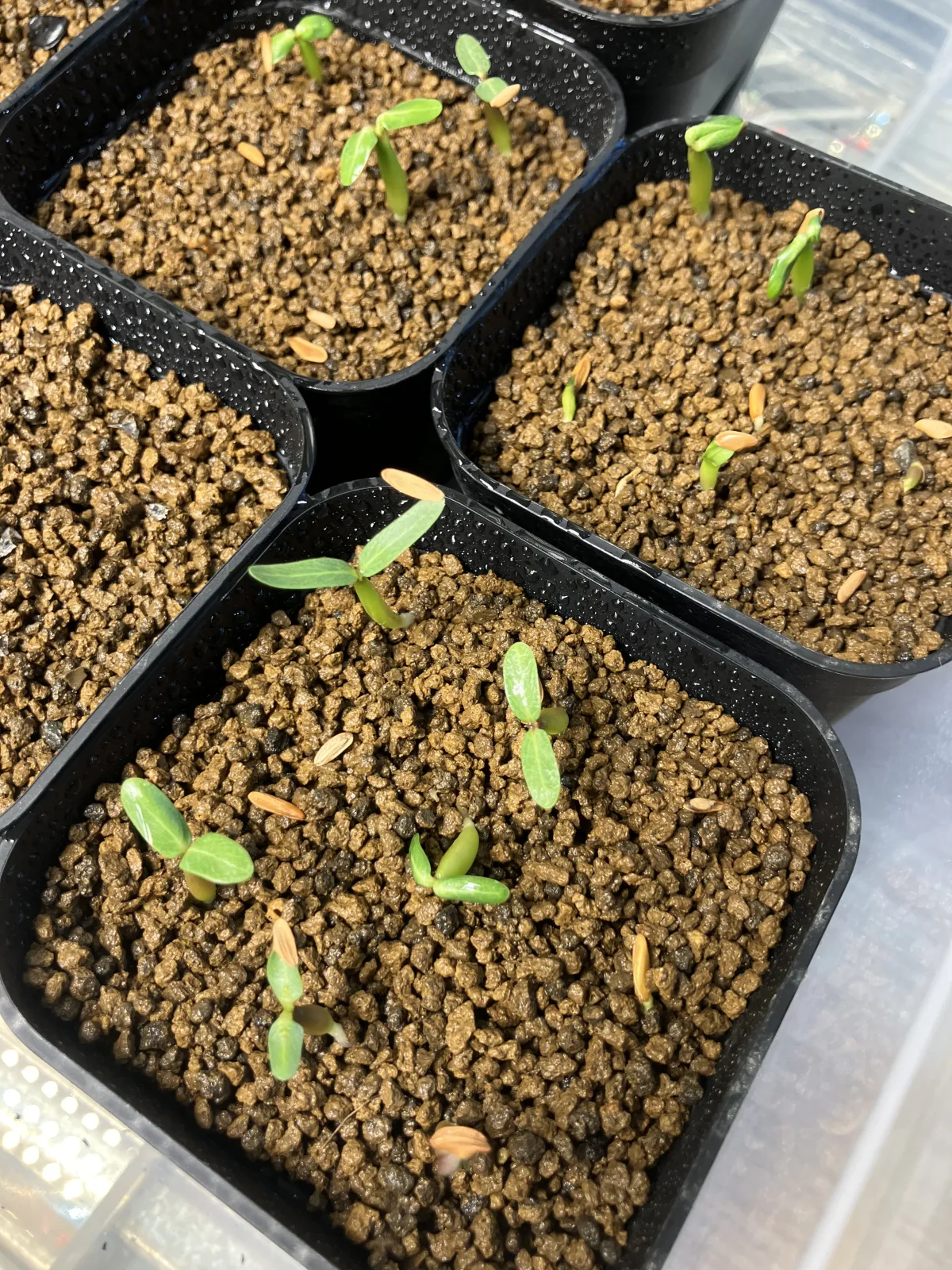 Pachypodium rosulatum var. gracilius (パキポディウム グラキリス)