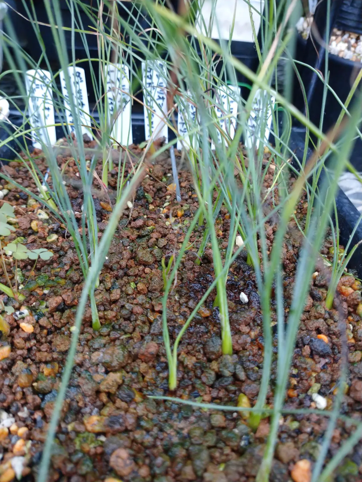 Dasylirion quadrangulatum (ダシリリオン クアドラングラツム)