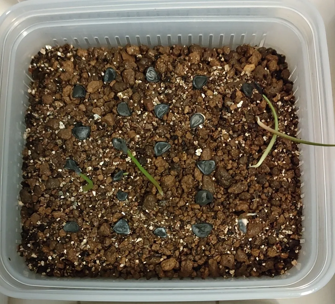 Agave lyobaa (アガベ リオバー)