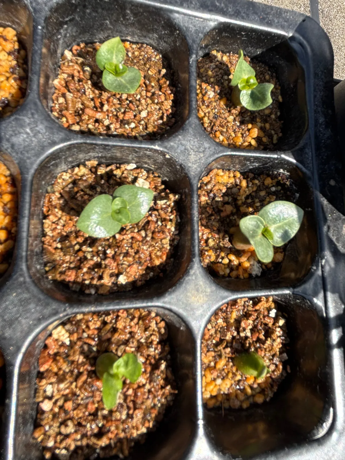 Adenium DHA PPL (アデニウム DHA PPL)