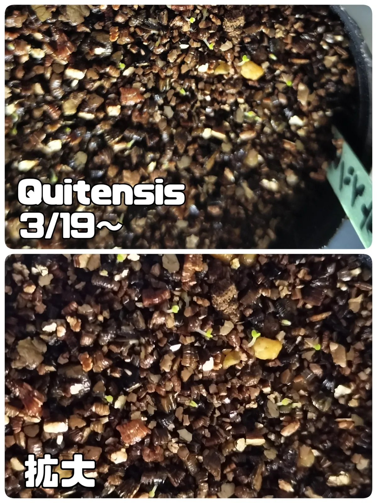 Echeveria quitensis (エケベリア クイテンシス)