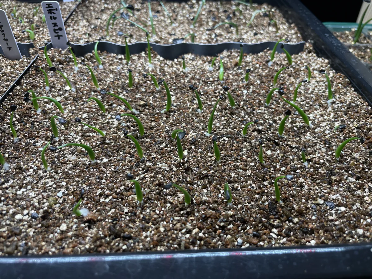 Agave utahensis var. eborispina (アガベ エボリスピナ)