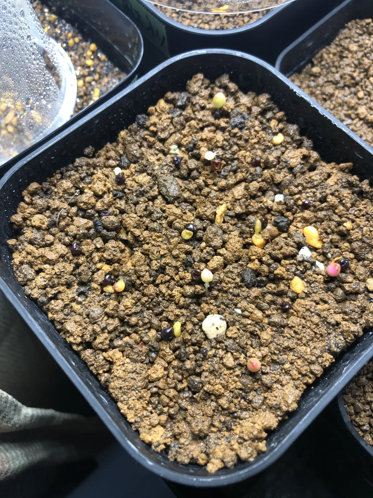 Astrophytum asterias (アストロフィツム スーパー兜)