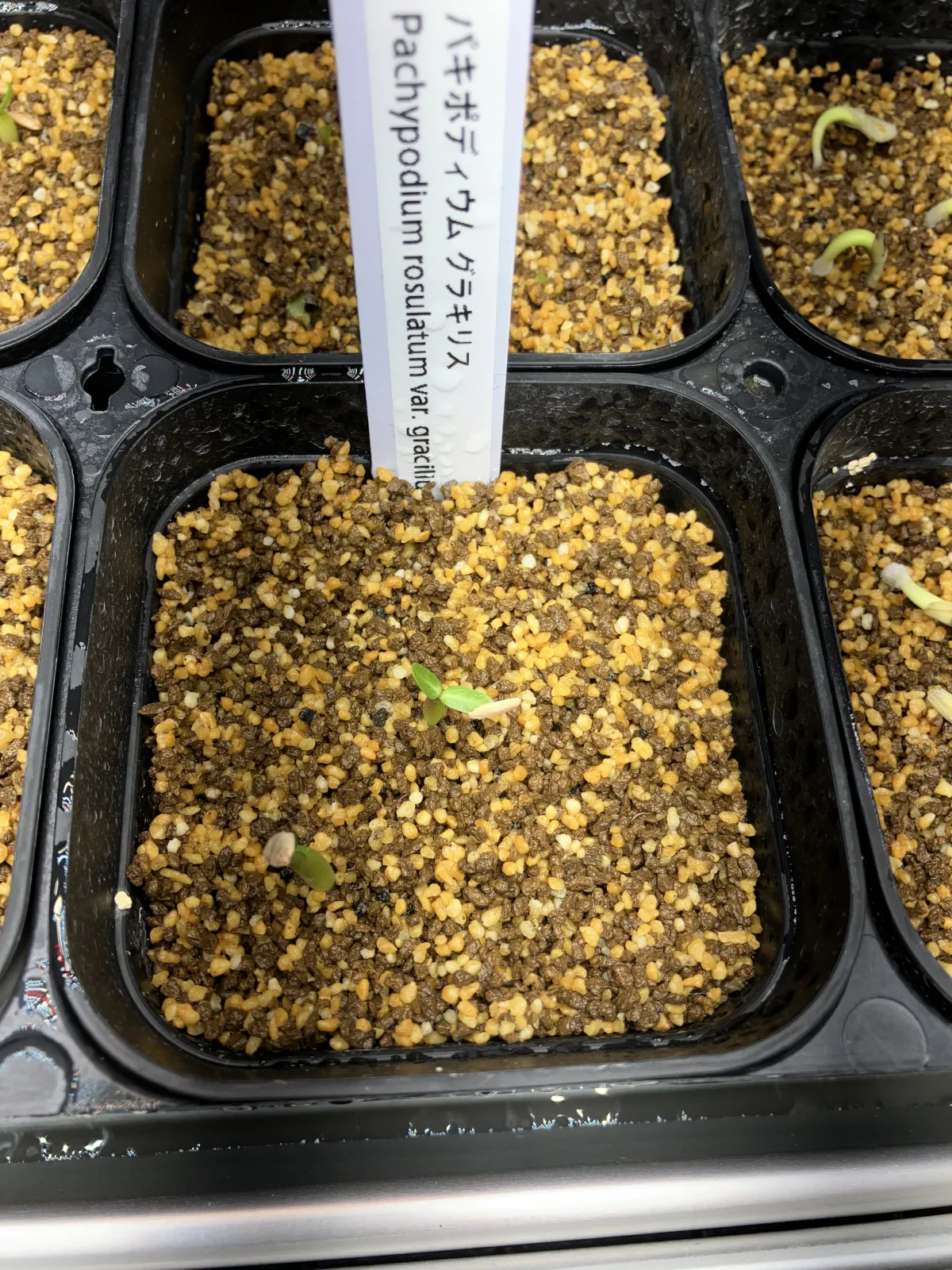 Pachypodium rosulatum var. gracilius (パキポディウム グラキリス)