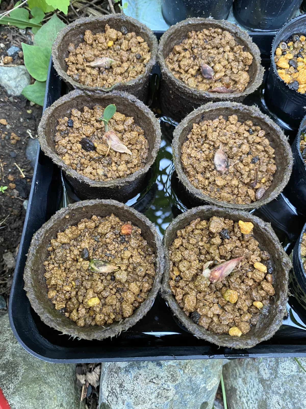 Welwitschia mirabilis (ウェルウィッチア ミラビリス 奇想天外)