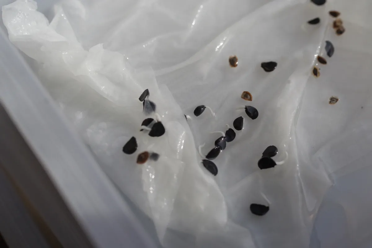 Agave utahensis var. eborispina 'Hayford' (アガベ エボリスピナ ヘイフォード)