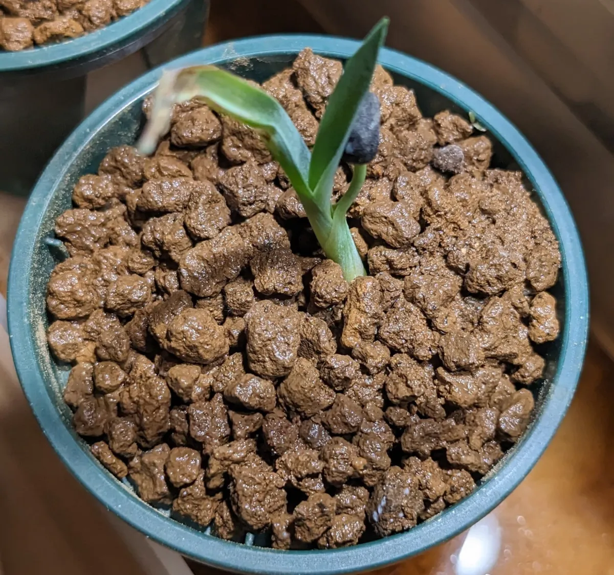 Yucca valida (ユッカ バリダ)