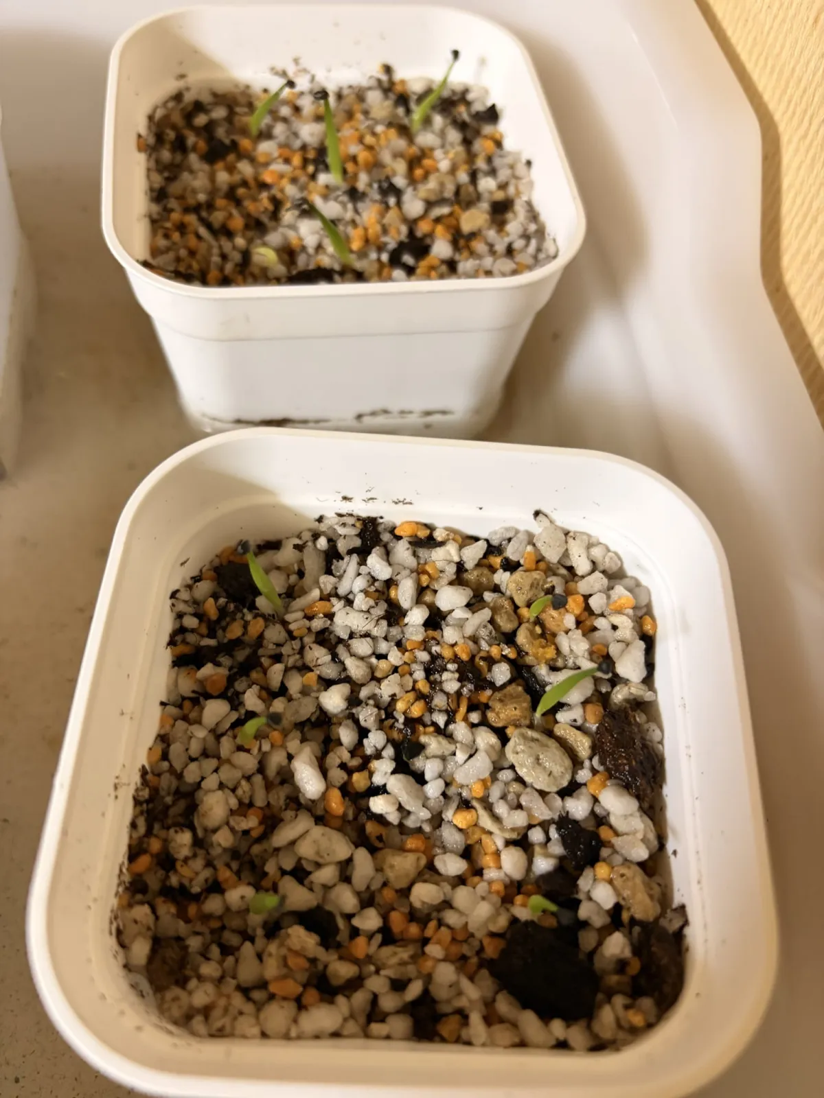 Agave horrida 'Chocolate Thorn' (アガベ ホリダ チョコレートソーン)