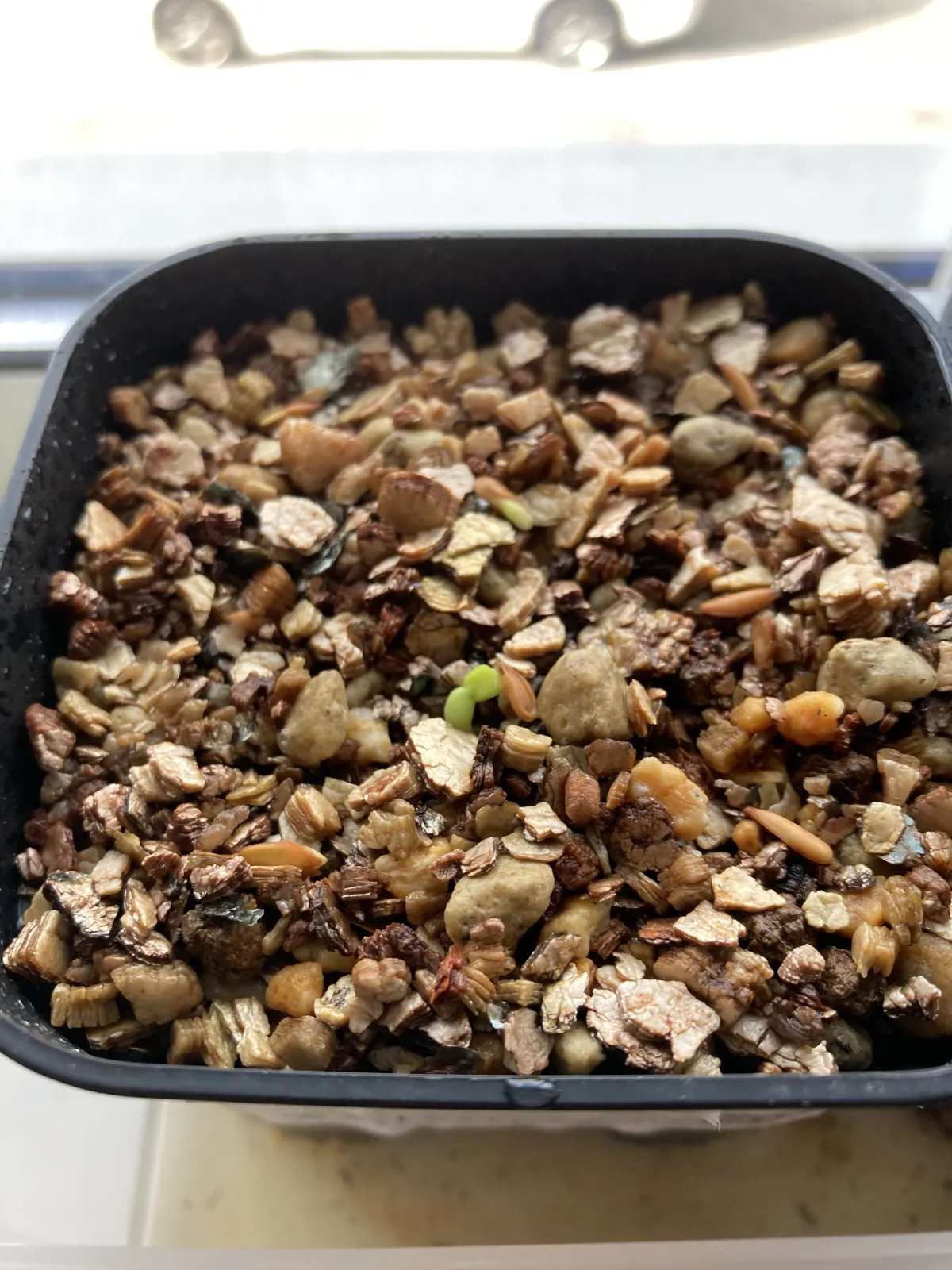 Pachypodium densiflorum var. densiflorum (パキポディウム デンシフローラム)