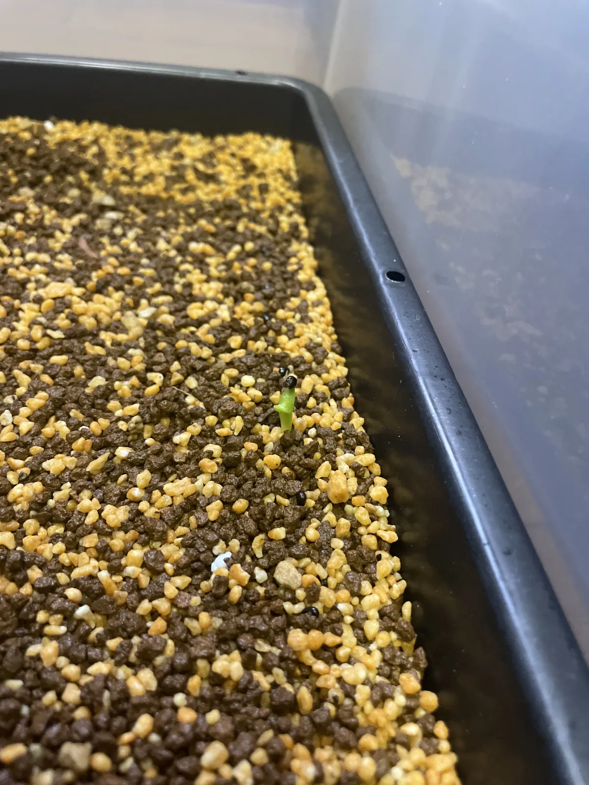 Pachycereus pringlei (パキセレウス プリングレイ)