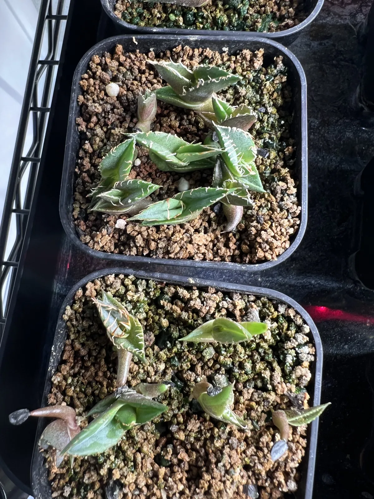  アガベ オテロイ Lot.2023E（2023年ロット）