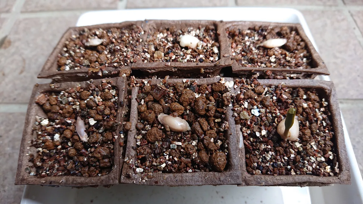 Welwitschia mirabilis (ウェルウィッチア ミラビリス 奇想天外)