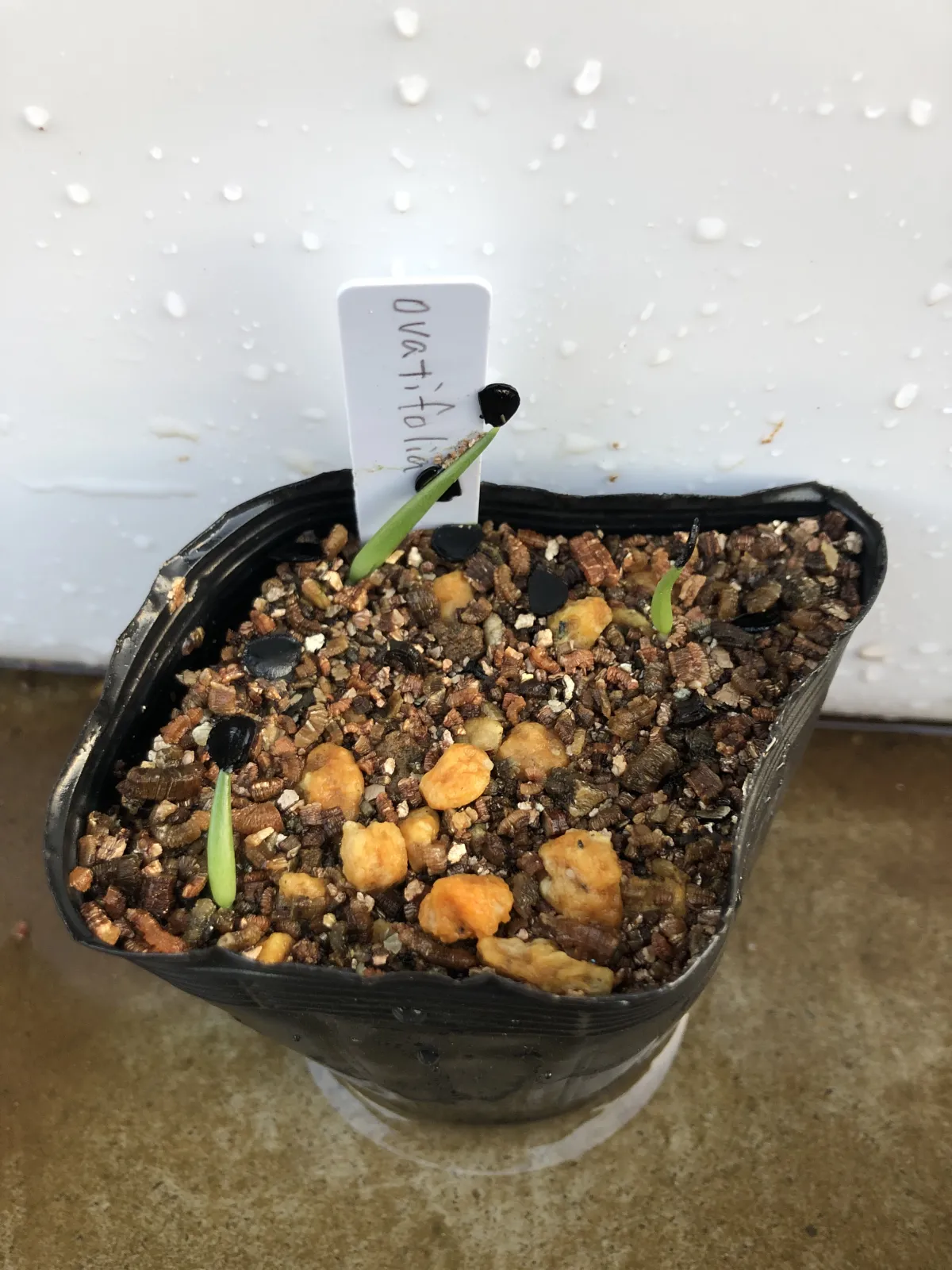 Agave ovatifolia (アガベ オバティフォリア)