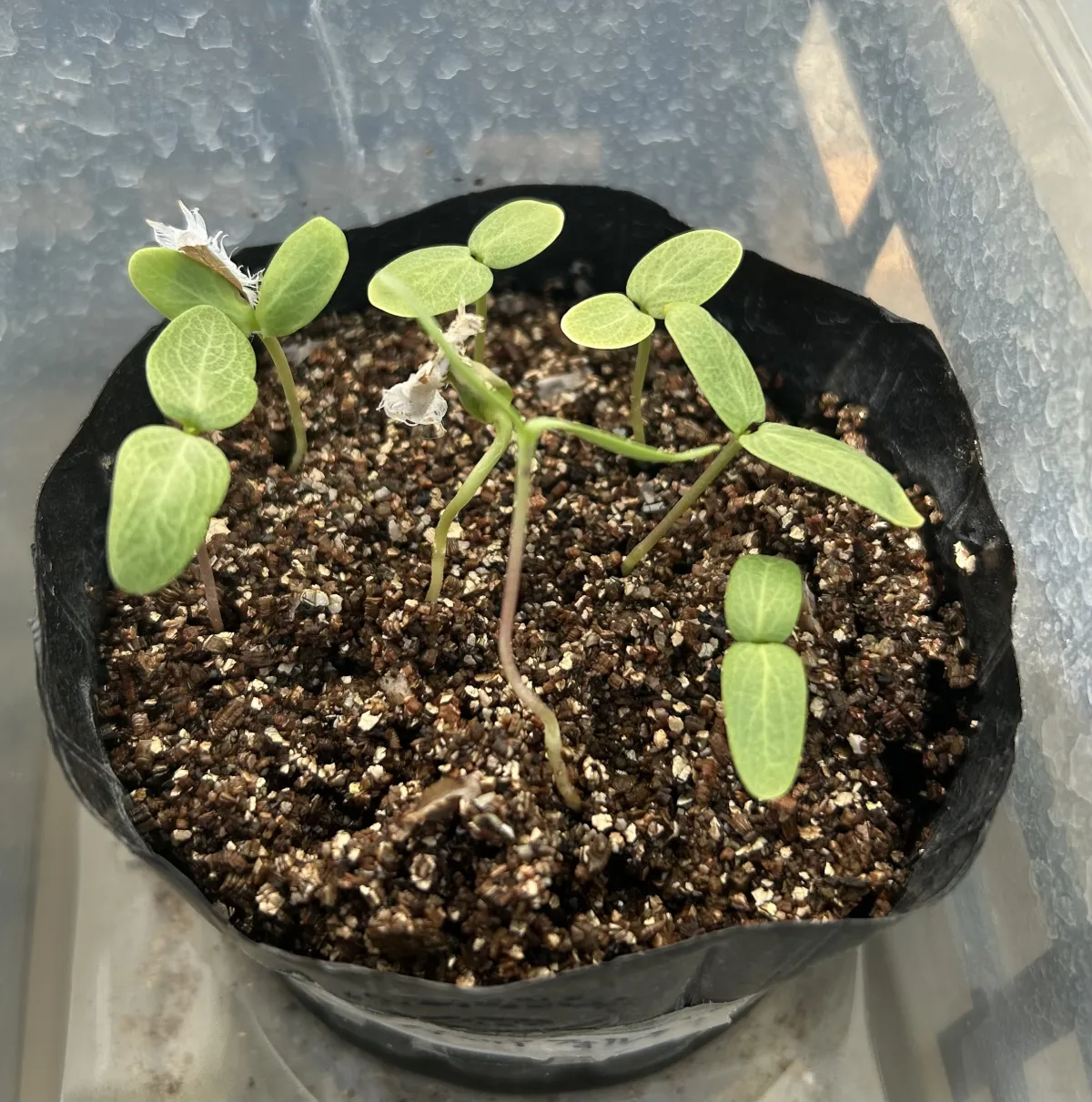 Fouquieria formosa (フォークイエリア フォルモサ)