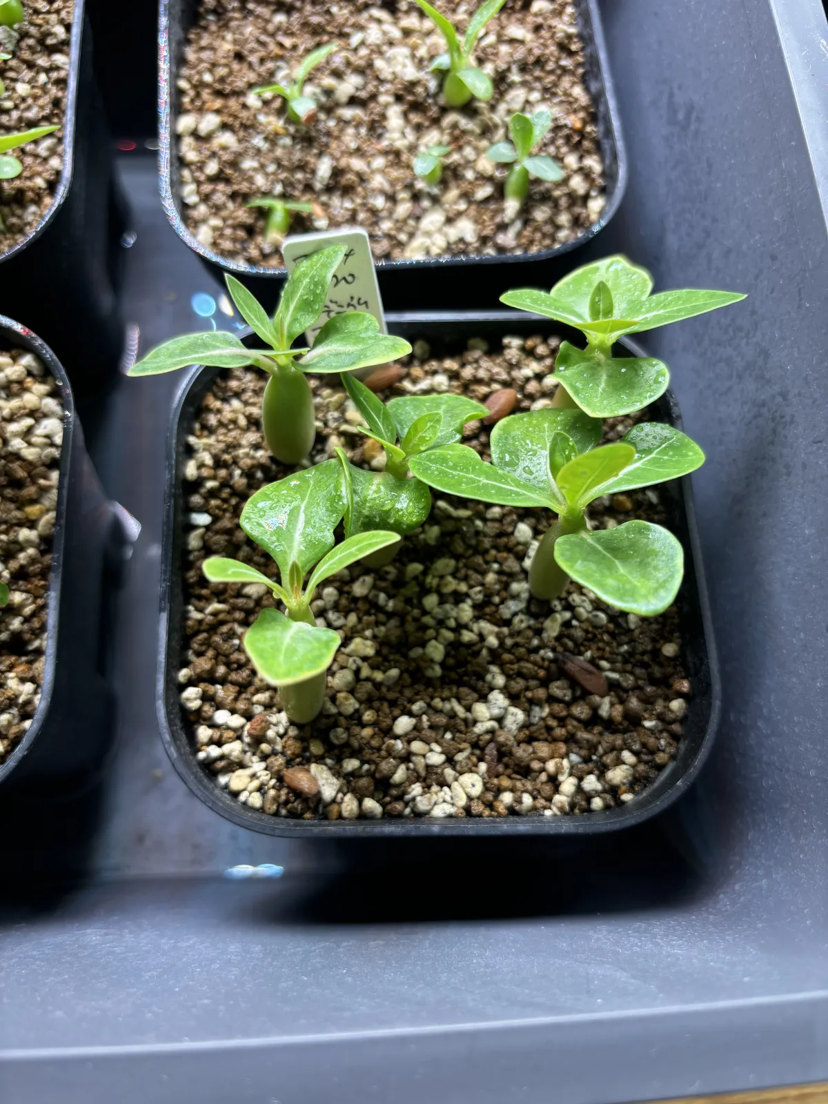 Adenium arabicum 'Godji hybrid' (アデニウム アラビカムゴッジハイブリッド)