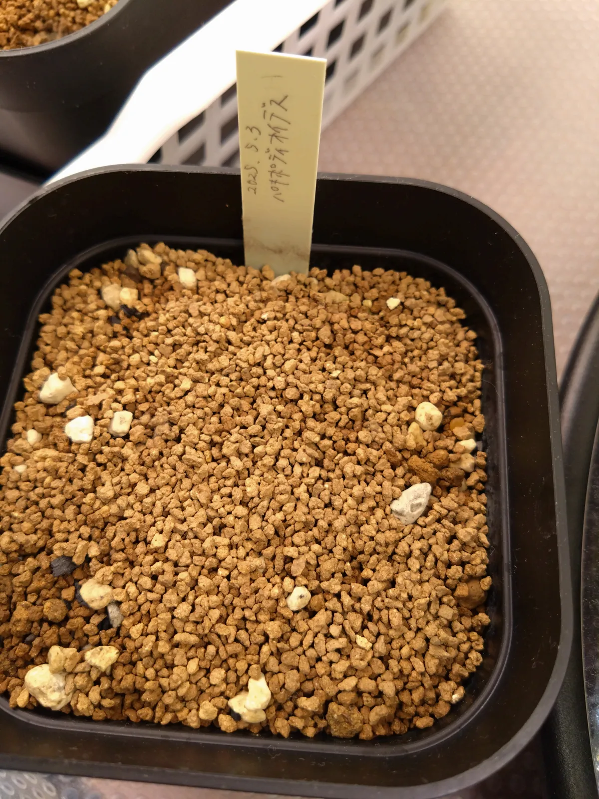 Euphorbia pachypodioides (ユーフォルビア パキポディオイデス)