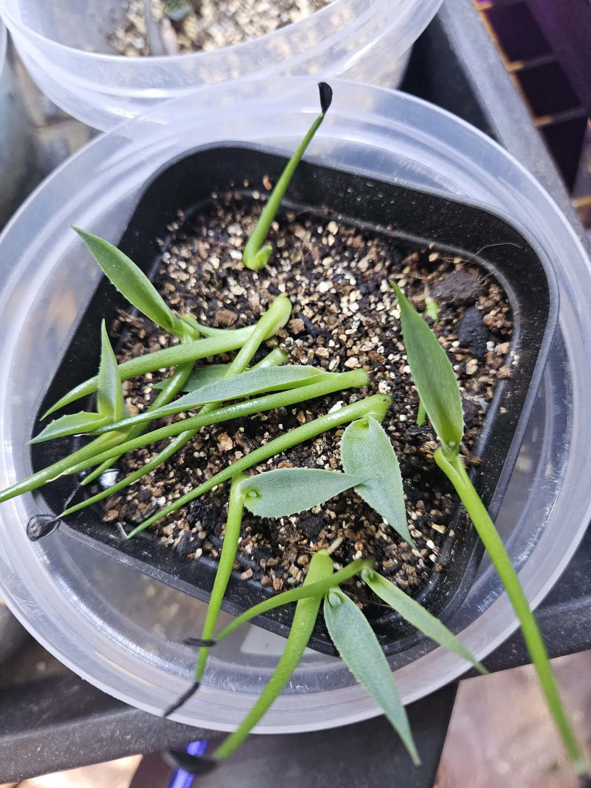 Agave parrasana (アガベ パラサナ)