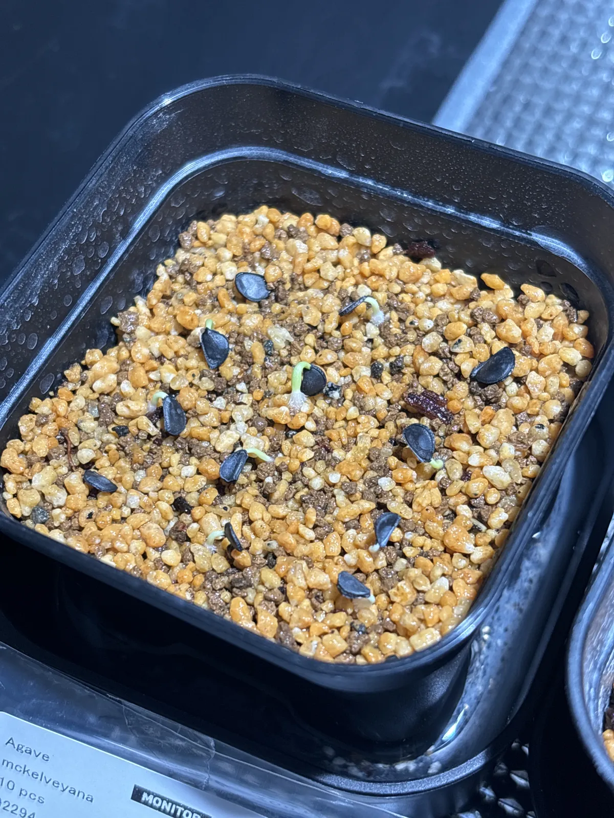 Agave mckelveyana (アガベ マッケルベヤナ)