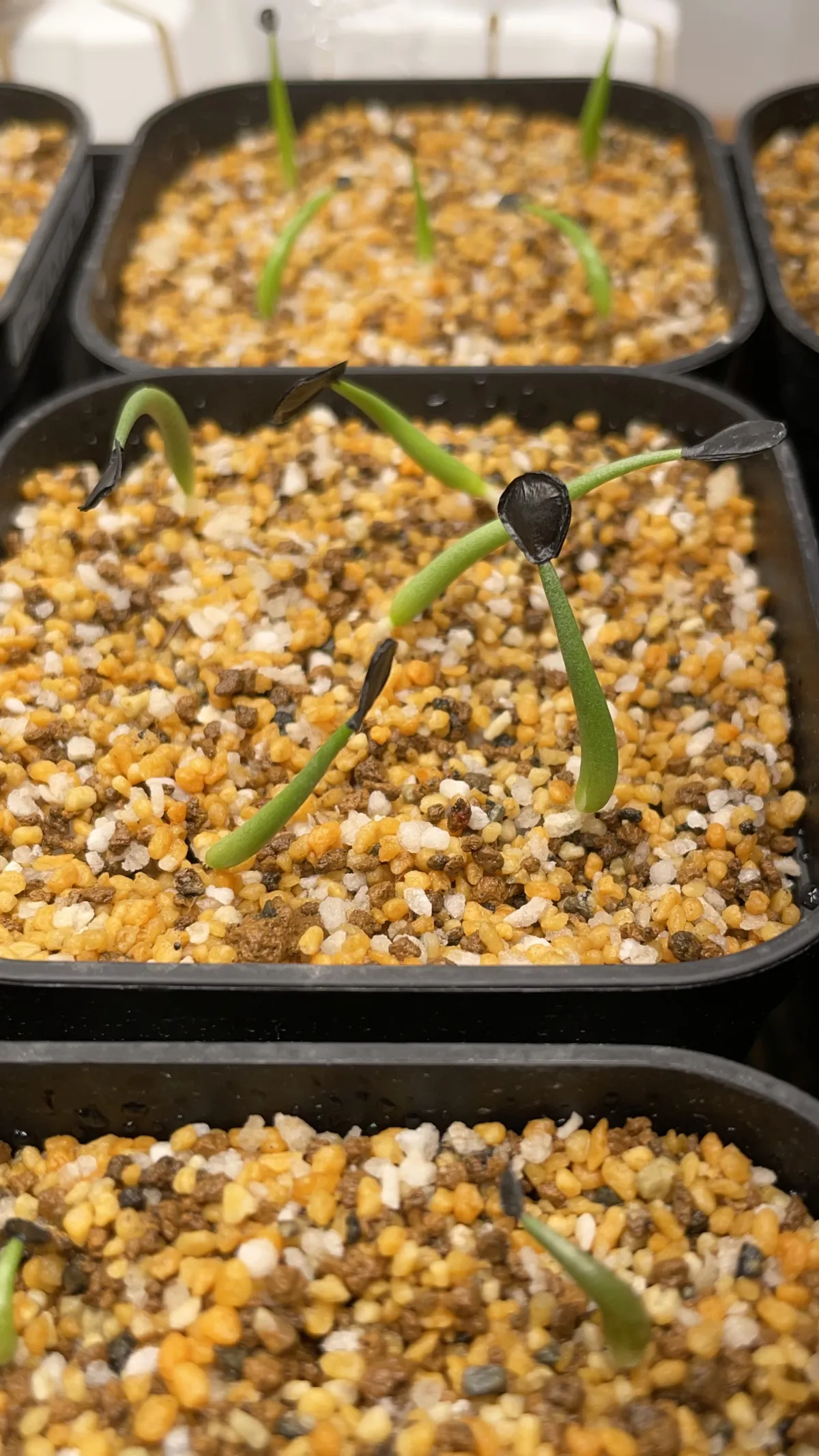 Agave parryi subsp. parryi (アガベ パリー)