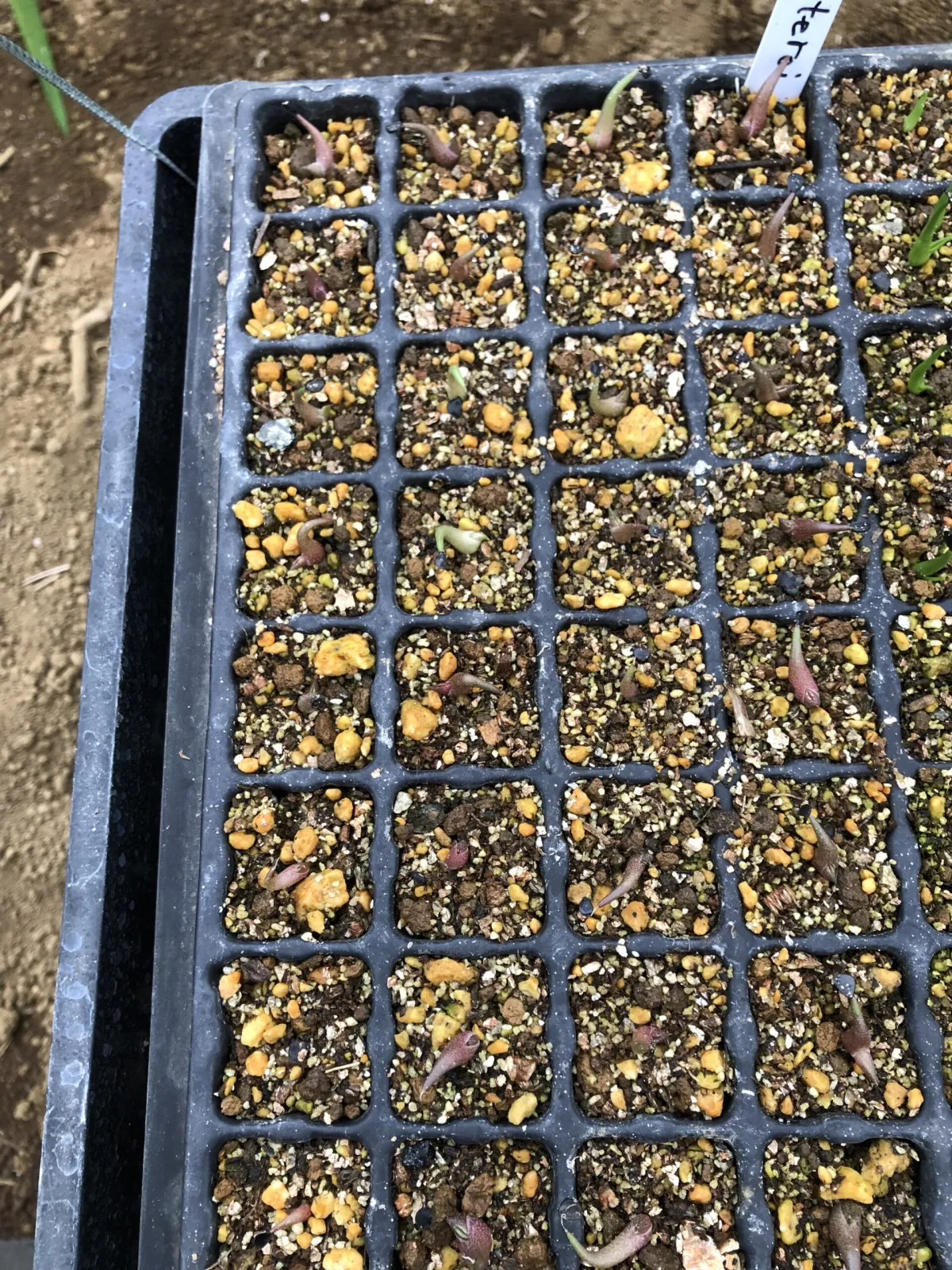 Agave oteroi (アガベ オテロイ)