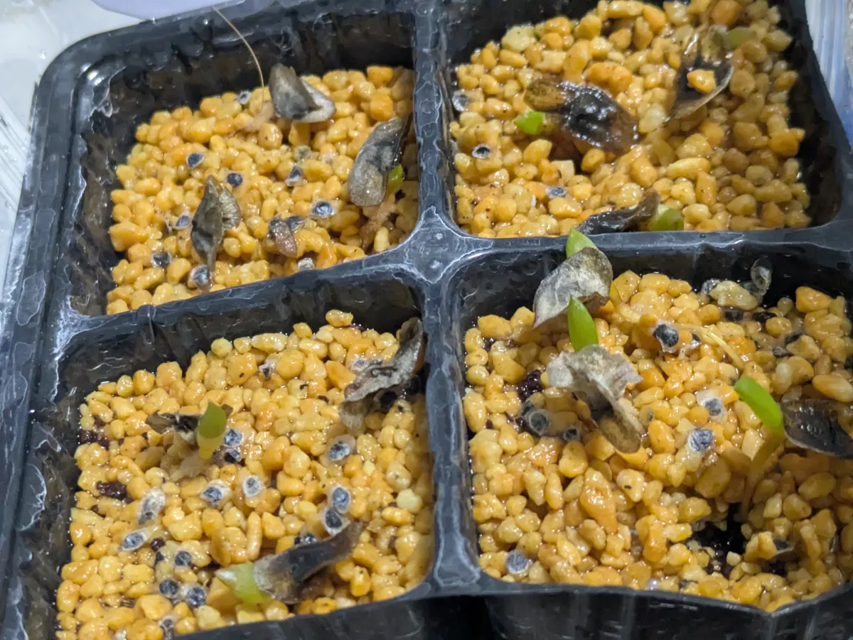 Aloe ramosissima (アロエ ラモシシマ)