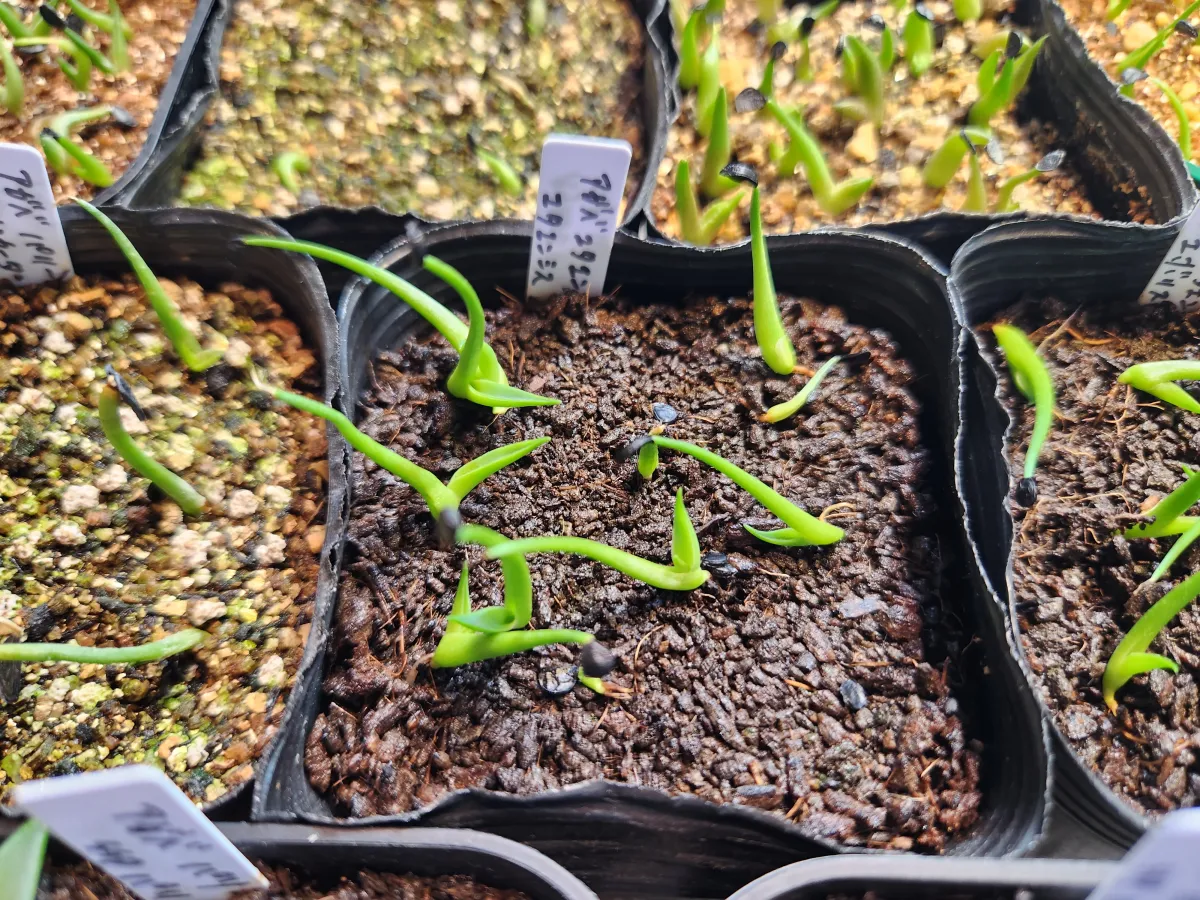 Agave utahensis ssp. utahensis (アガベ ユタエンシス)