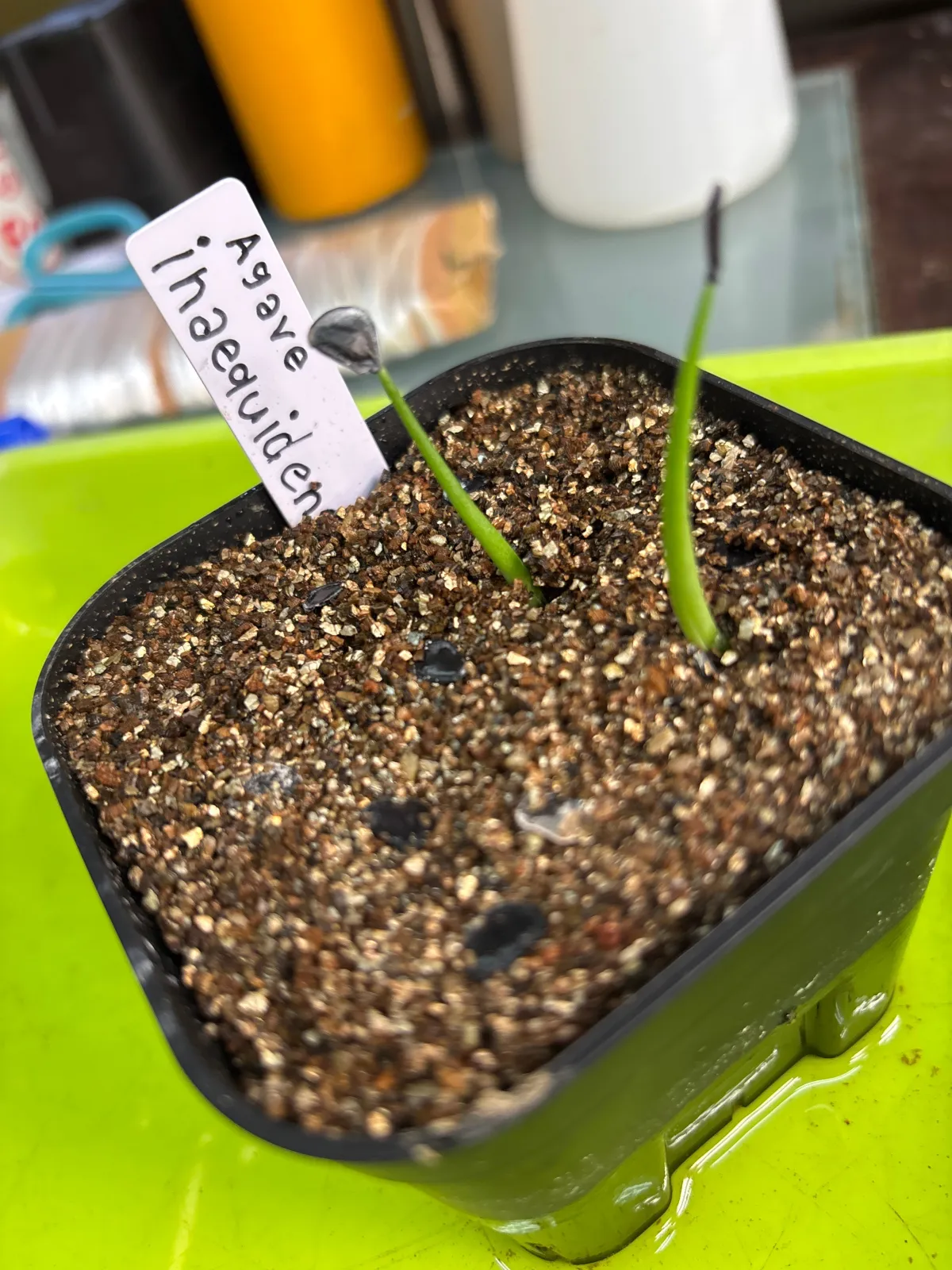 Agave inaequidens (アガベ インアクイデンス)